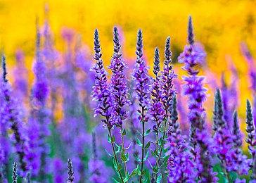 《GT赛车7》最新宣传片2022年3月24日登陆PS4＆5